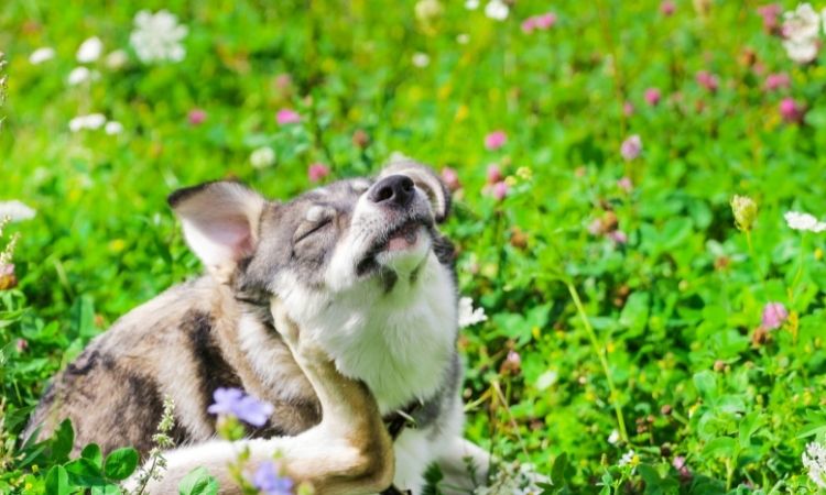 NAtural remedies for dog itch